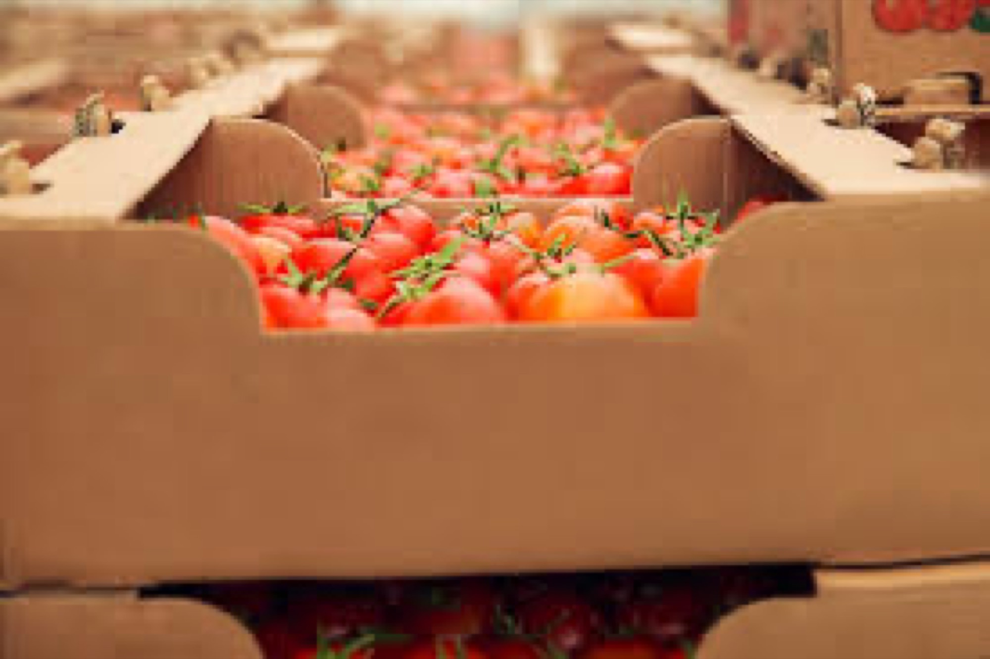 Agro-export produce packed for shipment